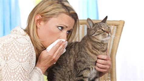 kedi alerjisi sonradan oluşur mu